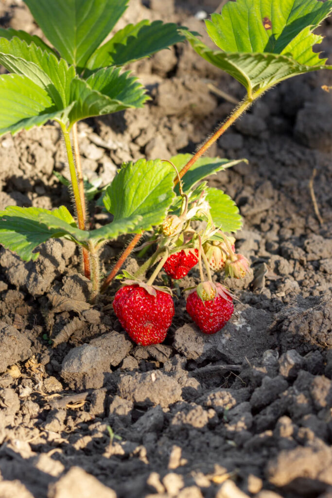 Wanneer aardbeien planten